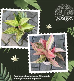 2pak Aglaonema prestige + frozen [zestaw]