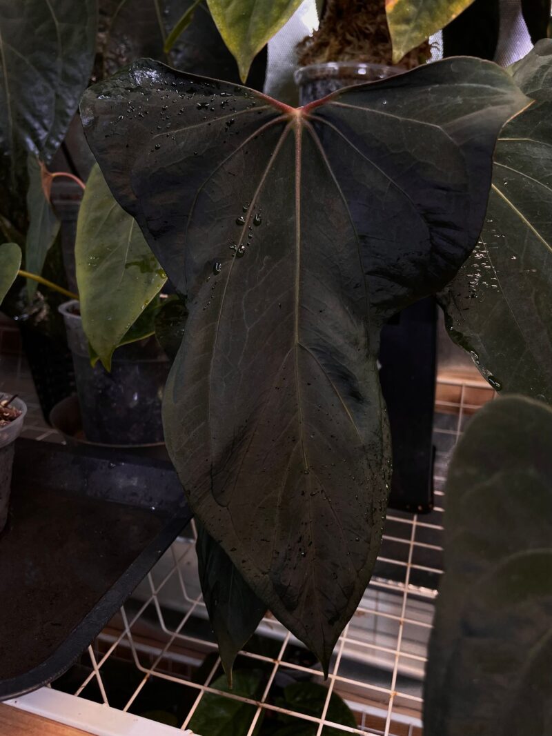 (subsignatum x papillilaminum ’Marie’ select clone) x papillilaminum (’Fort Sherman’ x ’Ralph Lynam’) wide sinus clone)