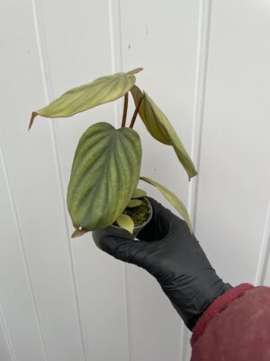 Philodendron sp Colombia