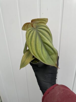 Philodendron sp Colombia