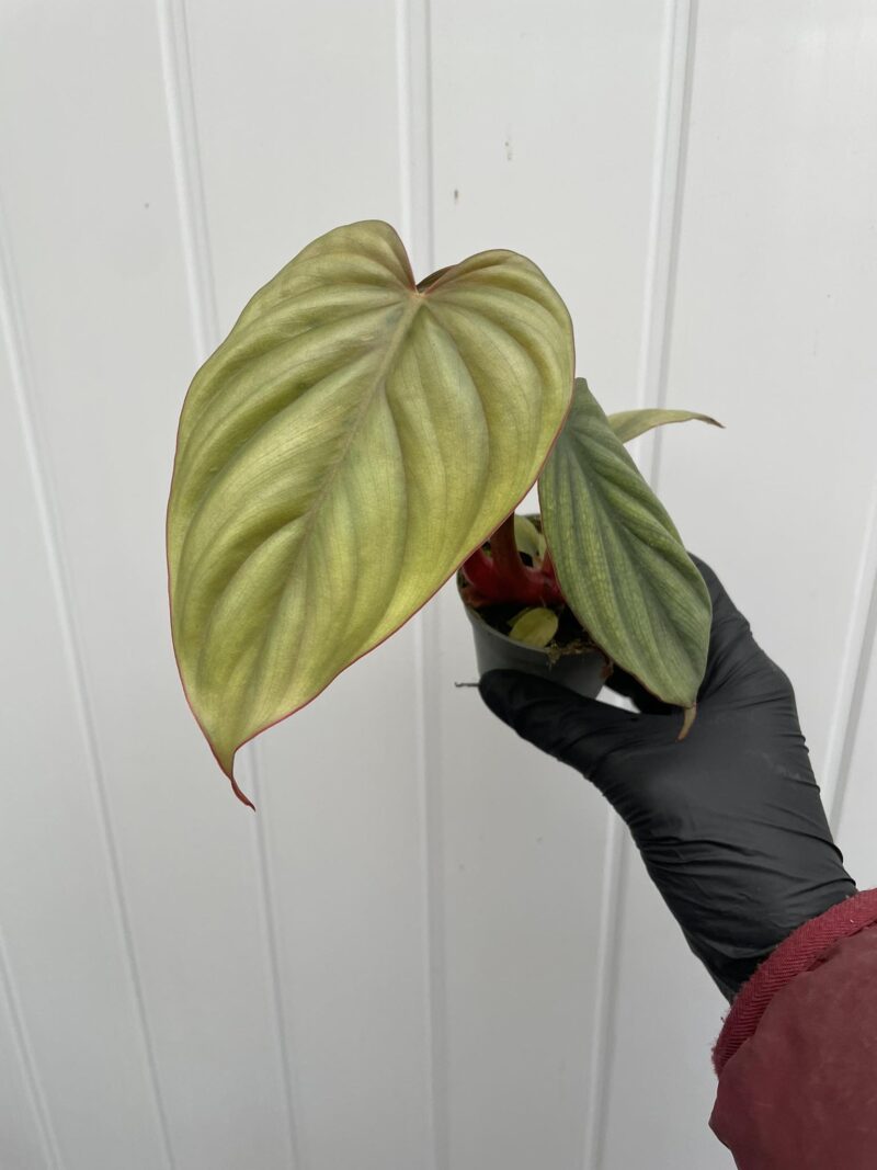 Philodendron sp Colombia