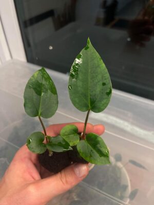 carlablackiae ’RD3’ x papillilaminum (’Fort Sherman’ x ’Ralph Lynam’ flat sinus clone)