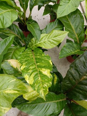 Anthurium Green Wave Variegata