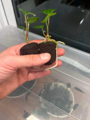 carlablackiae ’RD3’ x papillilaminum (’Fort Sherman’ x ’Ralph Lynam’ flat sinus clone)