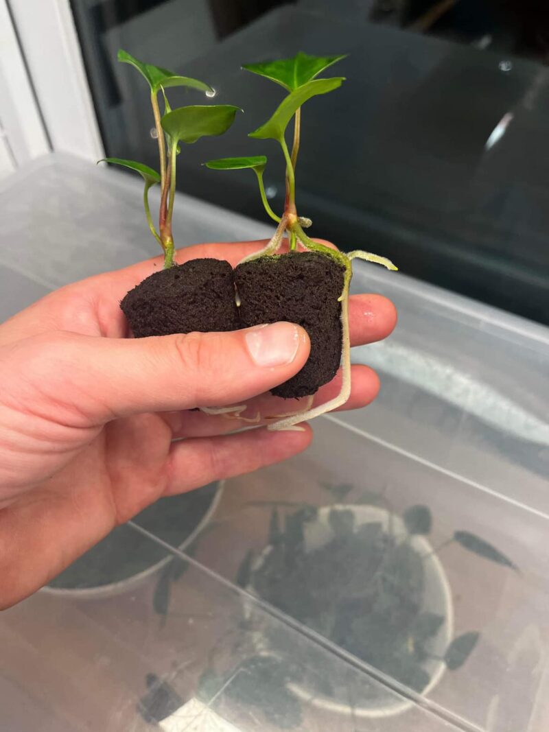 carlablackiae ’RD3’ x papillilaminum (’Fort Sherman’ x ’Ralph Lynam’ flat sinus clone)