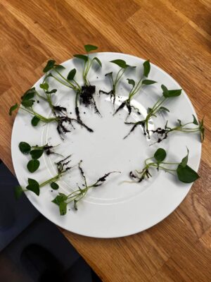 Anthurium „Azure Drake” x Papillilaminum „Marie”