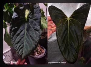 Anthurium „Azure Drake” x Papillilaminum „Marie”