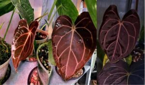 carlablackiae ’RD3’ x papillilaminum (’Fort Sherman’ x ’Ralph Lynam’ flat sinus clone)