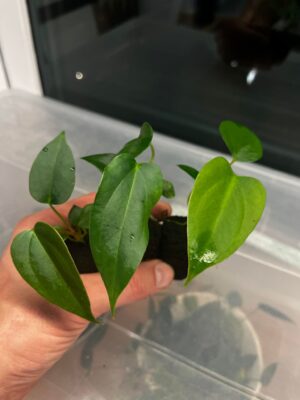 (subsignatum x papillilaminum ’Marie’ select clone) x papillilaminum (’Fort Sherman’ x ’Ralph Lynam’) wide sinus clone)