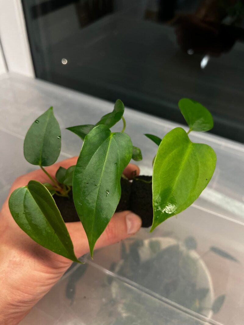 (subsignatum x papillilaminum ’Marie’ select clone) x papillilaminum (’Fort Sherman’ x ’Ralph Lynam’) wide sinus clone)