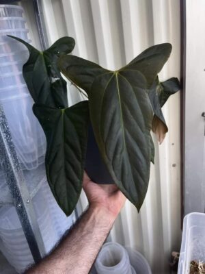 (subsignatum x papillilaminum ’Marie’ select clone) x papillilaminum (’Fort Sherman’ x ’Ralph Lynam’) wide sinus clone)