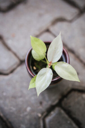 Philodendron Jungle Fever Variegata
