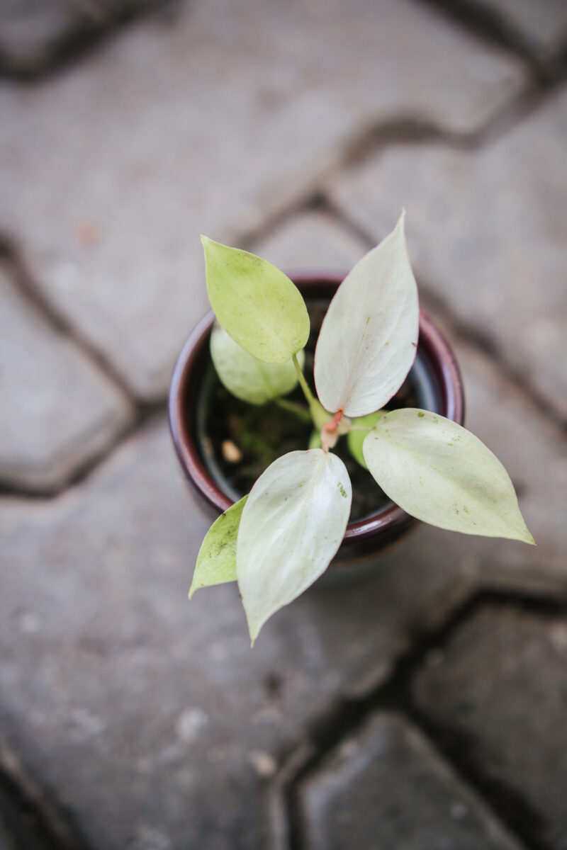 Philodendron Jungle Fever Variegata