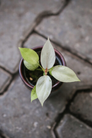 Philodendron Jungle Fever Variegata