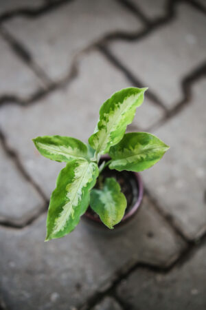 Aglaonema Pictum tricolor