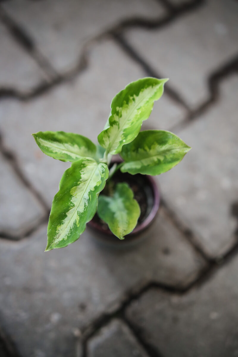 Aglaonema Pictum tricolor