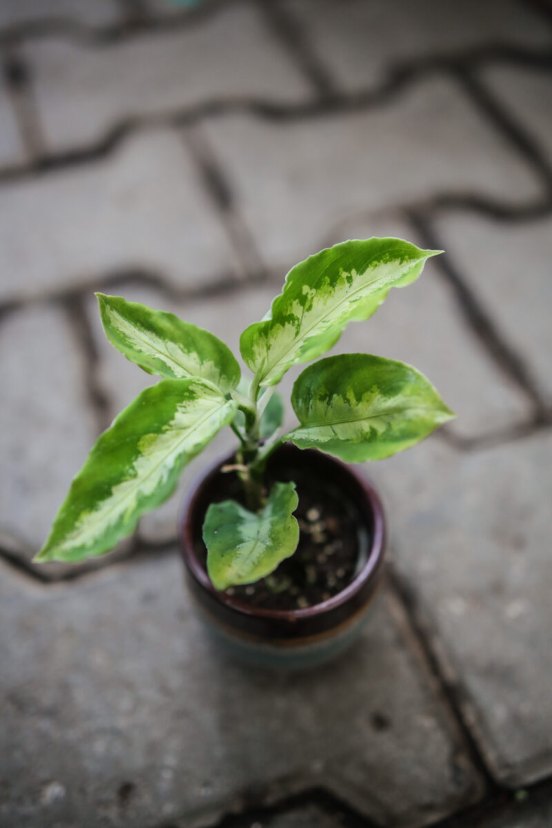 Aglaonema Pictum tricolor