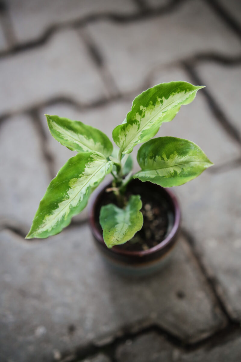 Aglaonema Pictum tricolor