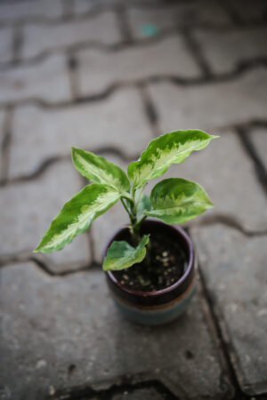 Aglaonema Pictum tricolor