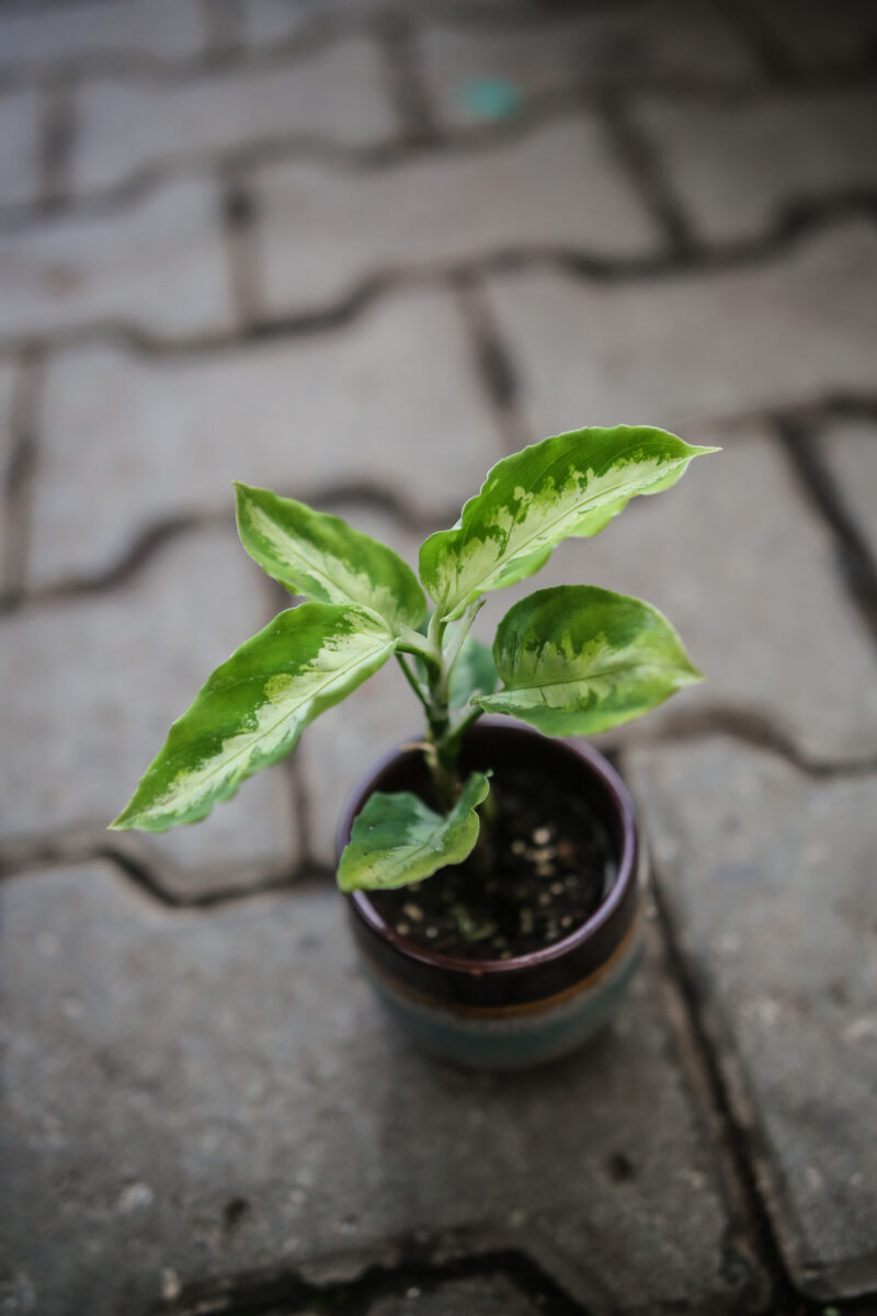 Aglaonema Pictum tricolor