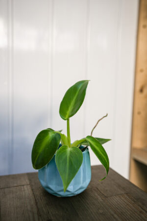 Philodendron Rugosum