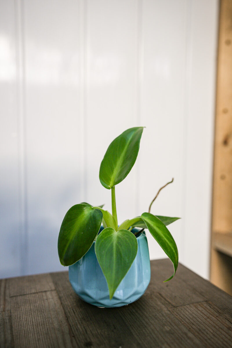 Philodendron Rugosum