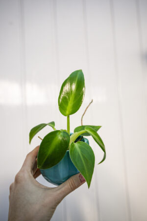 Philodendron Rugosum