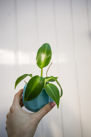 Philodendron Rugosum