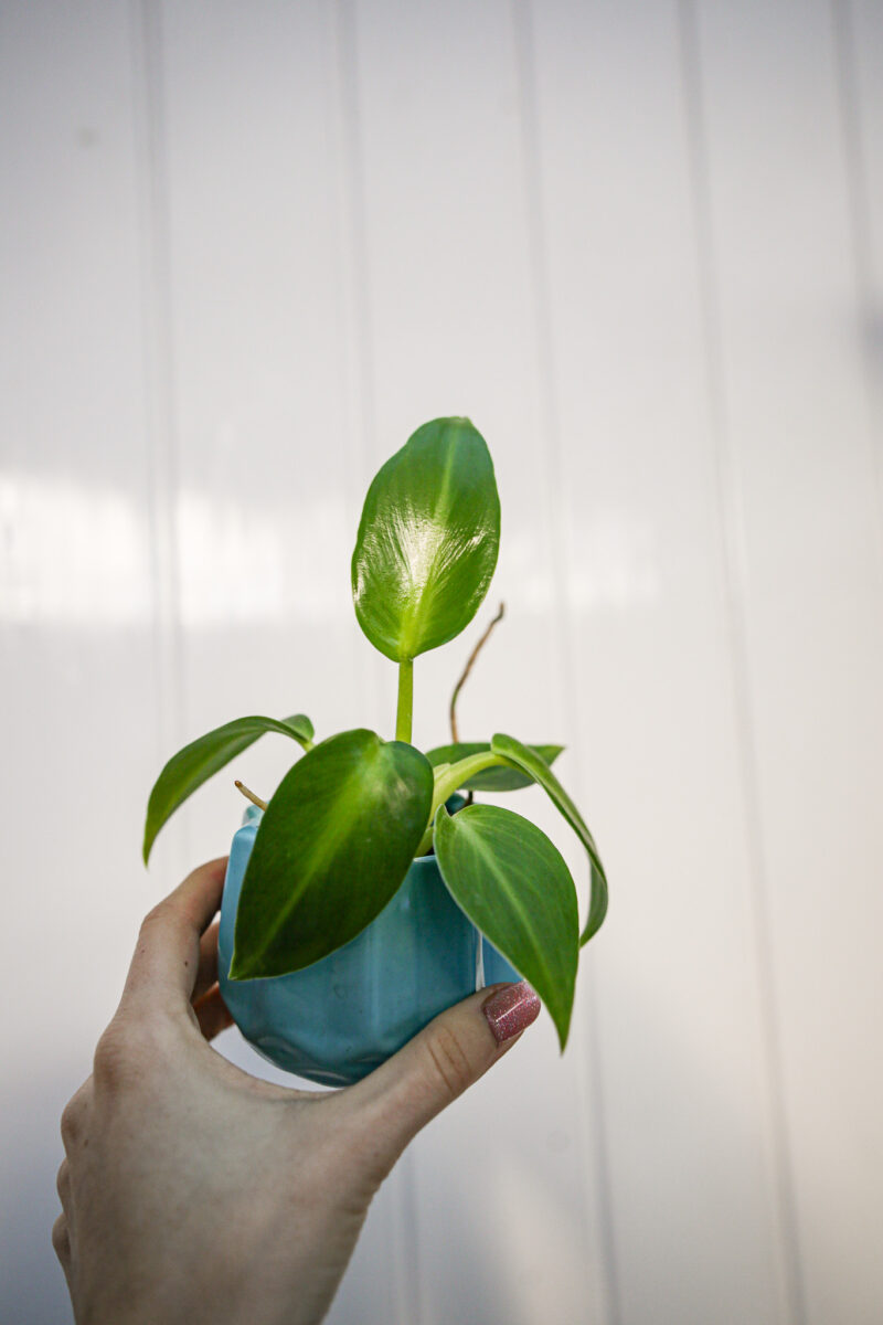 Philodendron Rugosum