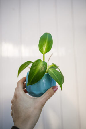 Philodendron Rugosum