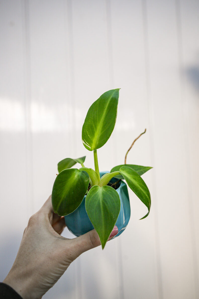 Philodendron Rugosum
