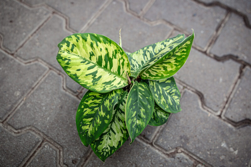 Homalomena Camuflage