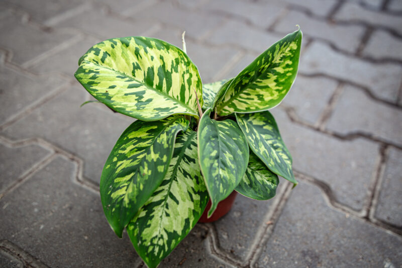 Homalomena Camuflage