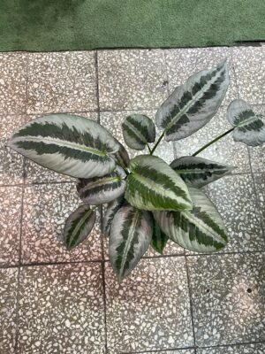 Schismatoglottis wallichii mottleyana