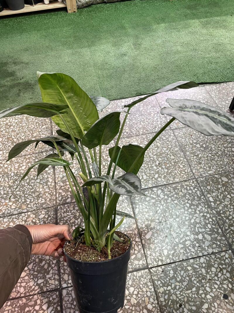 Schismatoglottis wallichii mottleyana