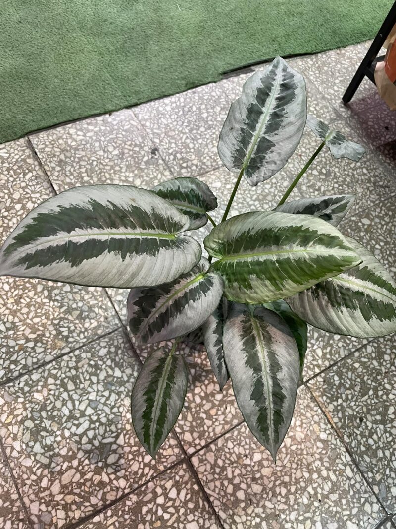 Schismatoglottis wallichii mottleyana Schismatoglottis wallichii mottleyana