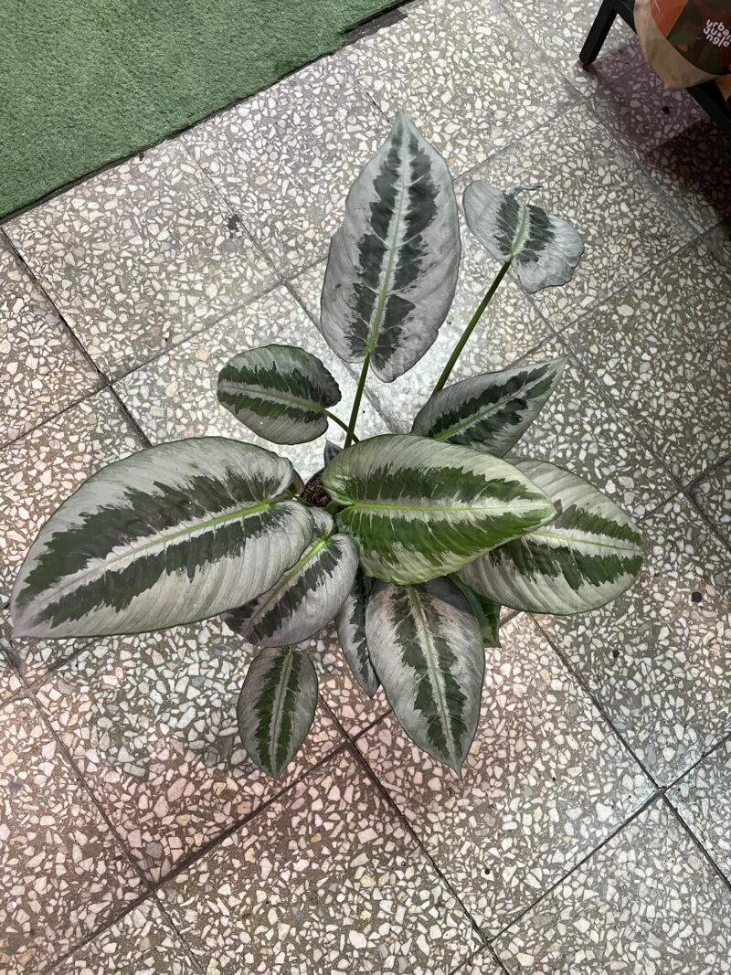 Schismatoglottis wallichii mottleyana