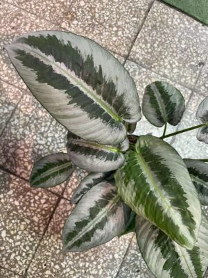 Schismatoglottis wallichii mottleyana