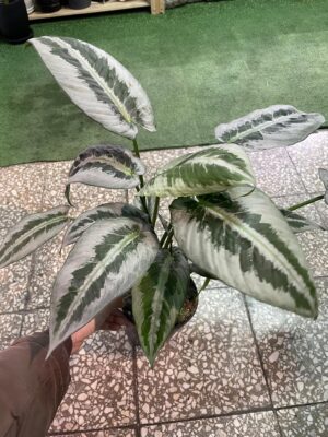 Schismatoglottis wallichii mottleyana