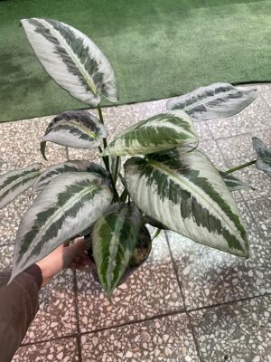 Schismatoglottis wallichii mottleyana