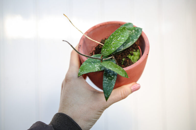 Hoya Phuwuaensis