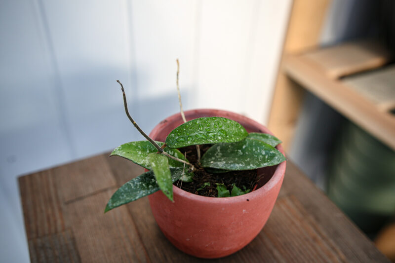 Hoya Phuwuaensis