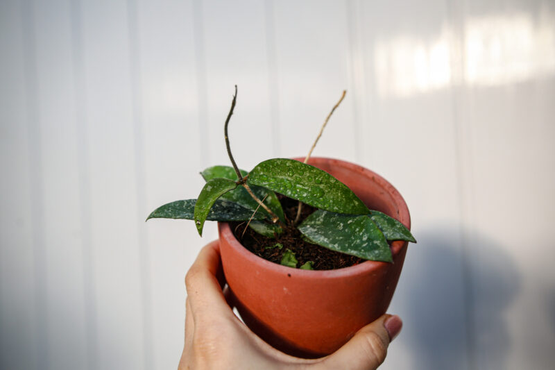 Hoya Phuwuaensis