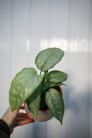 Schismatoglottis Sp Silver Form