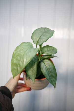 Schismatoglottis Sp Silver Form