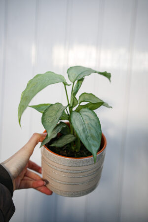 Schismatoglottis Sp Silver Form