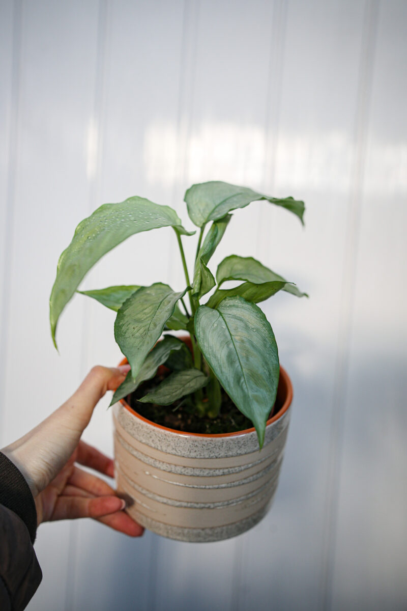 Schismatoglottis Sp Silver Form