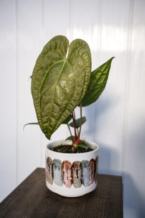 Anthurium Magnificum X Luxurians