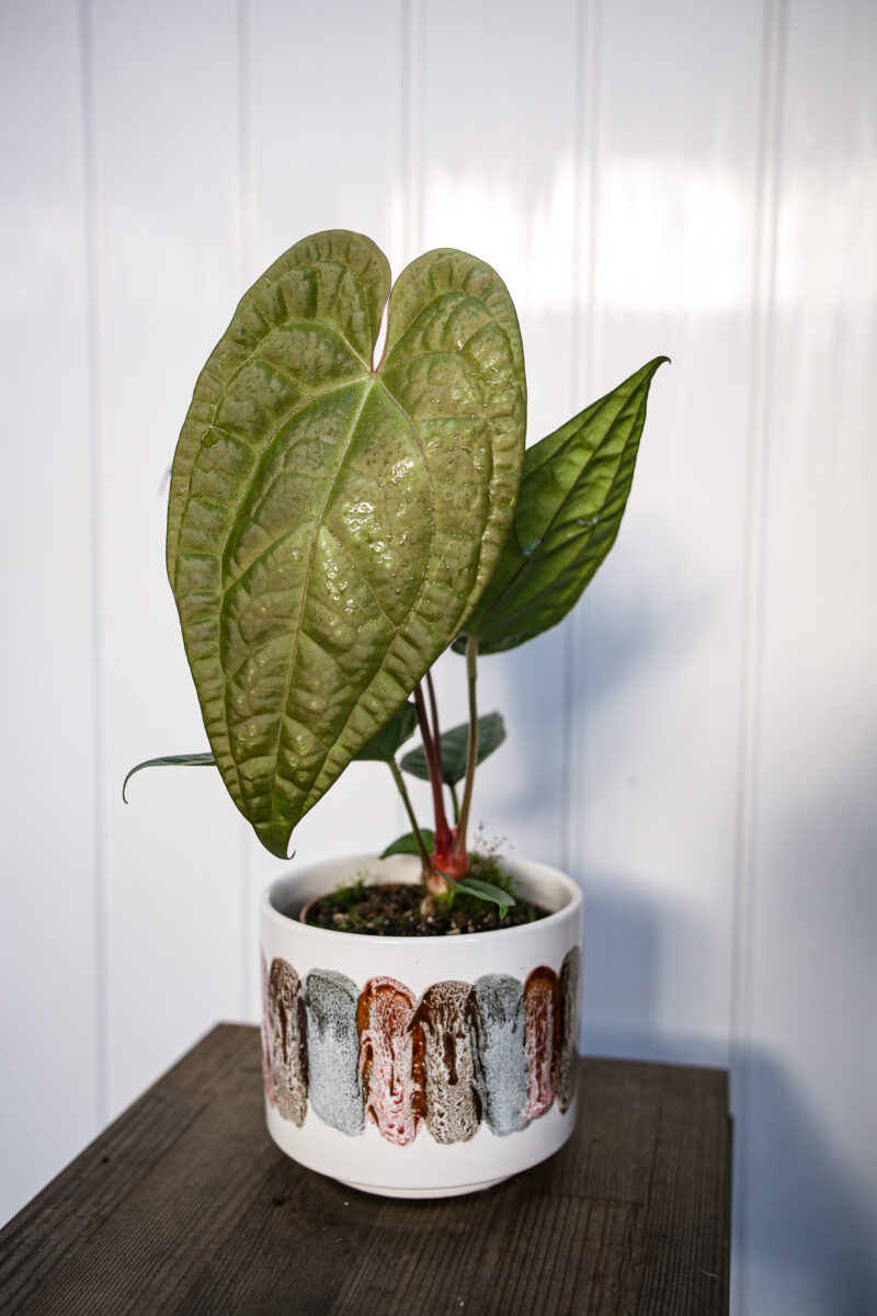Anthurium Magnificum X Luxurians