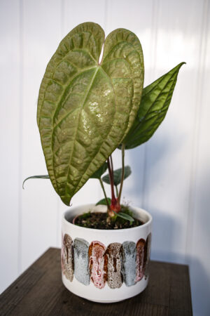 Anthurium Magnificum X Luxurians